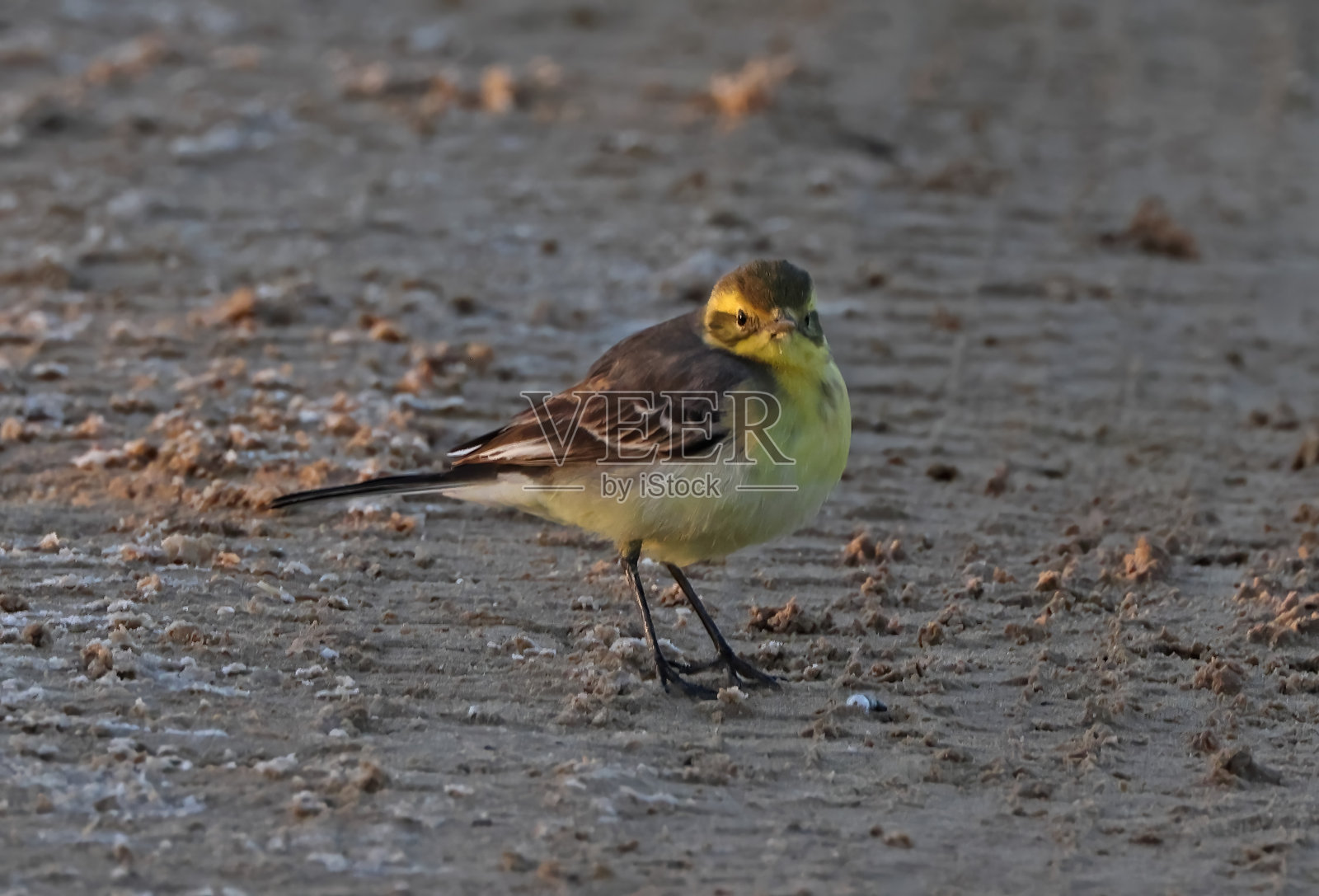 黄鹡鸰照片摄影图片