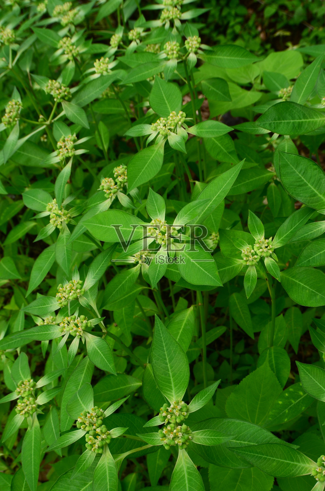 异叶大戟照片摄影图片