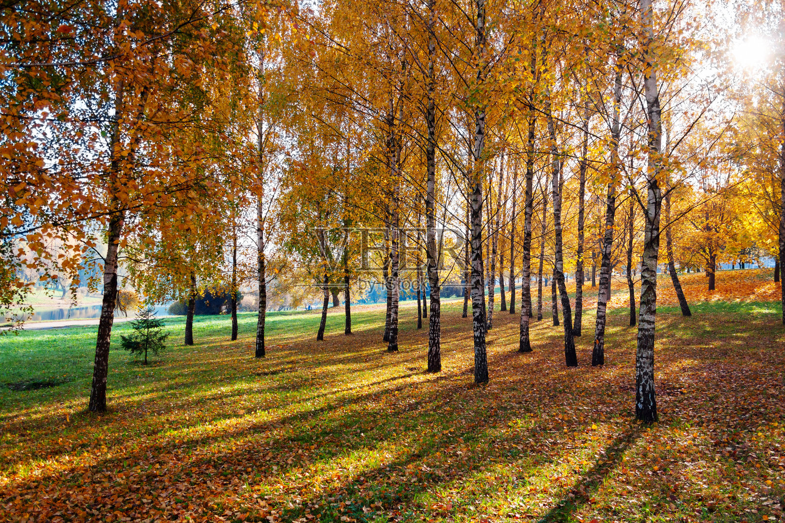 秋天公园里，金灿灿的树叶和光，白桦林里的晨光照片摄影图片