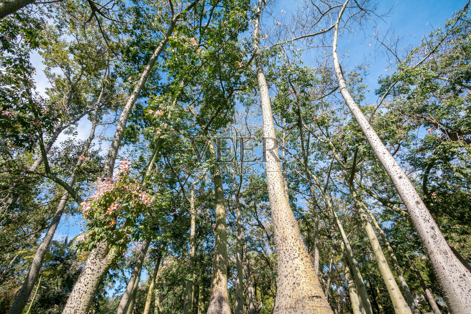 西班牙巴伦西亚图里亚河床花园丝绵树上的刺照片摄影图片