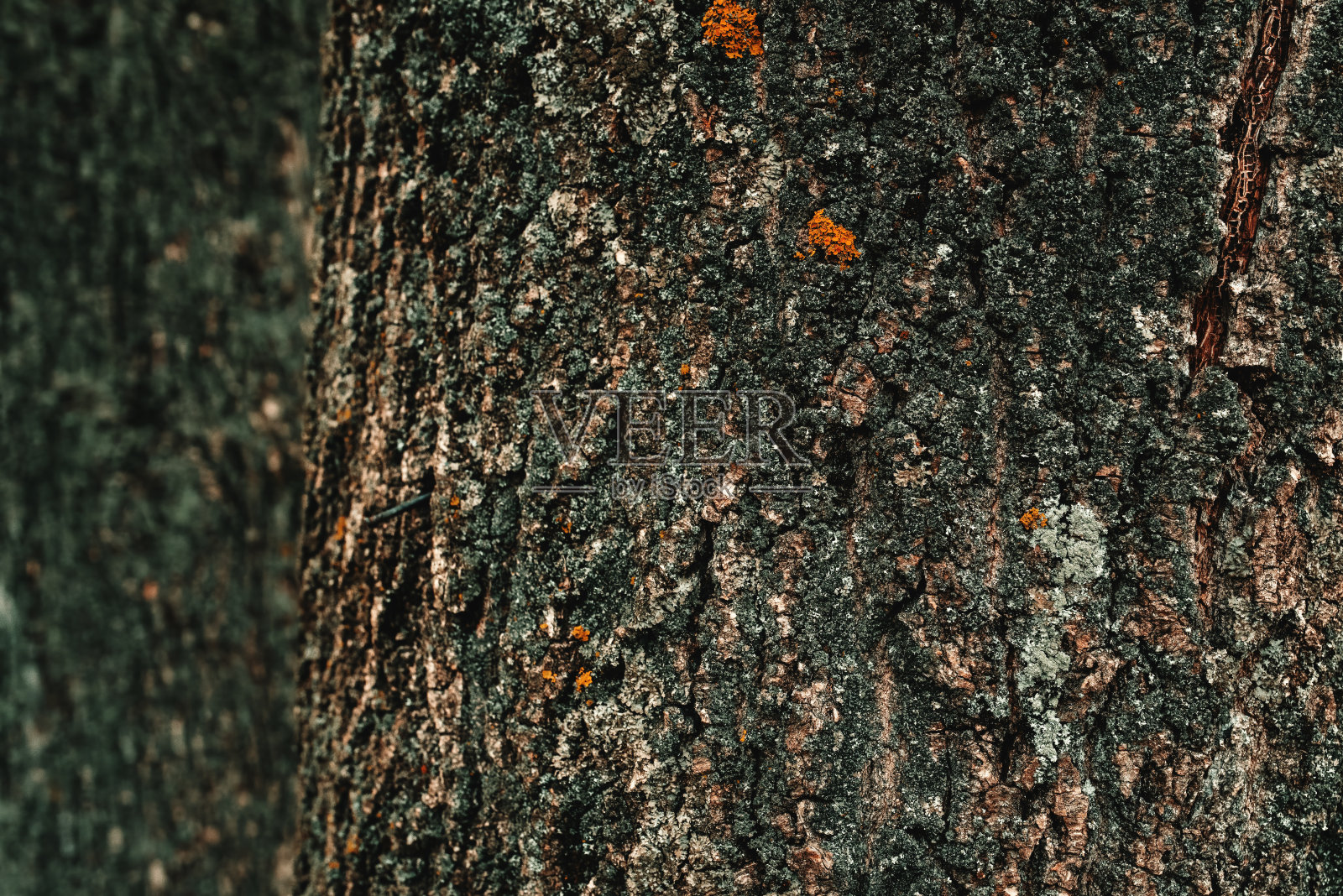 树皮纹理作为背景照片摄影图片