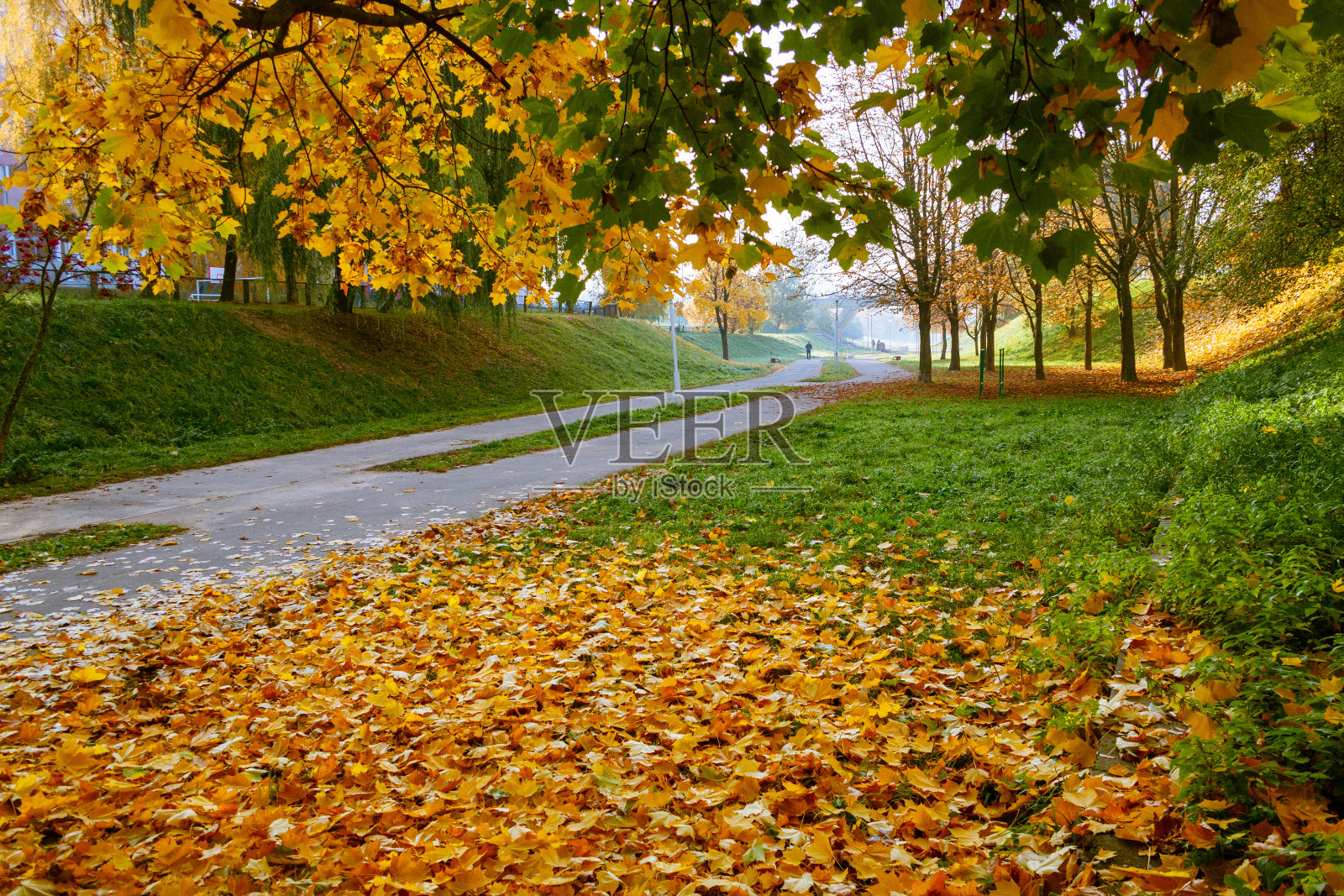 秋日里公园里的一条小路。落在草地上的黄叶照片摄影图片