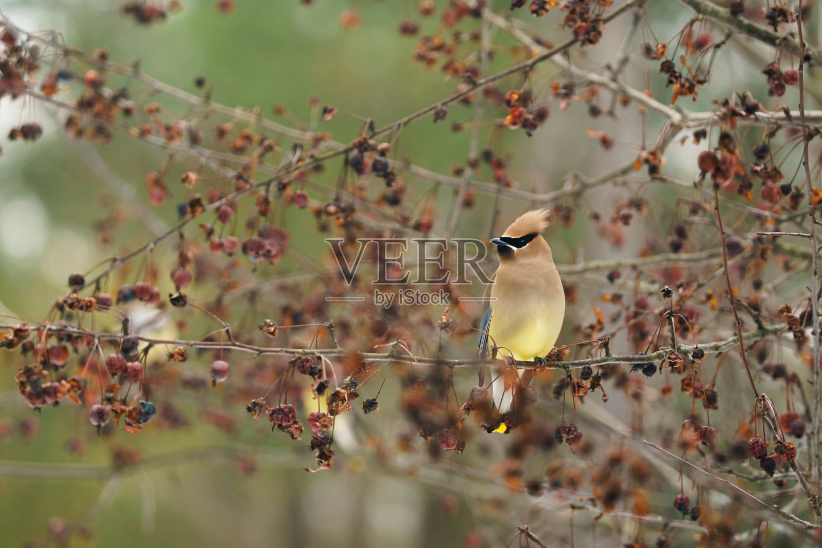 雪松蜡翼歌鸟浆果照片摄影图片
