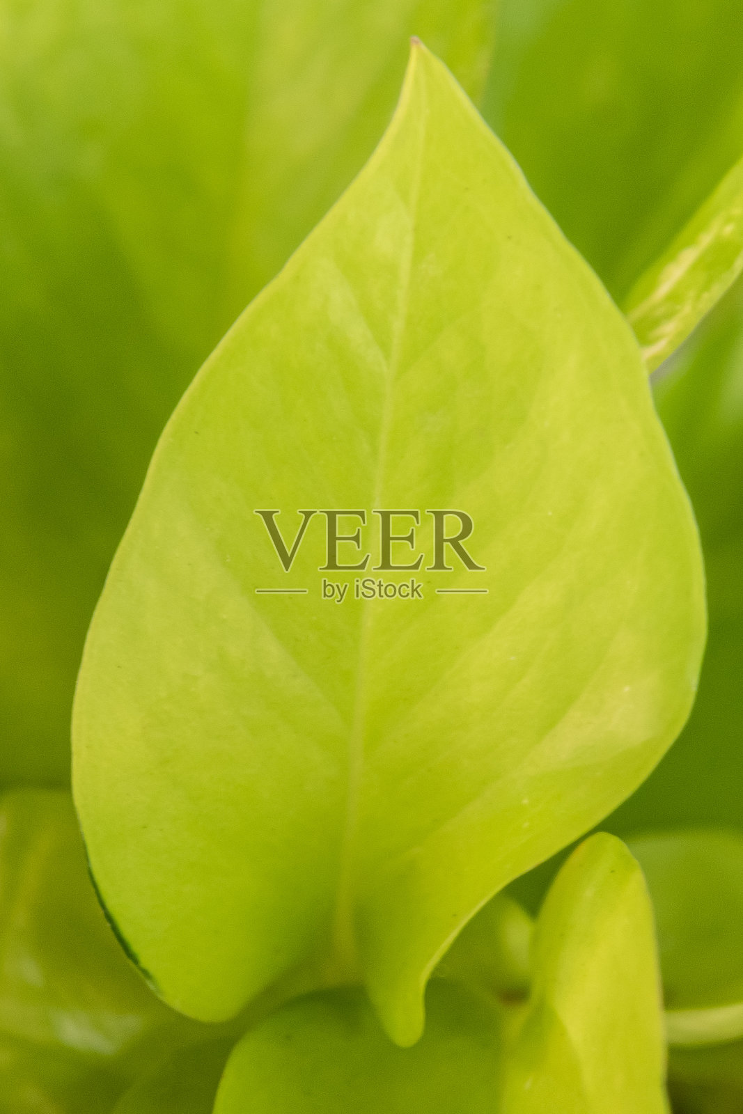单绿叶关闭照片摄影图片