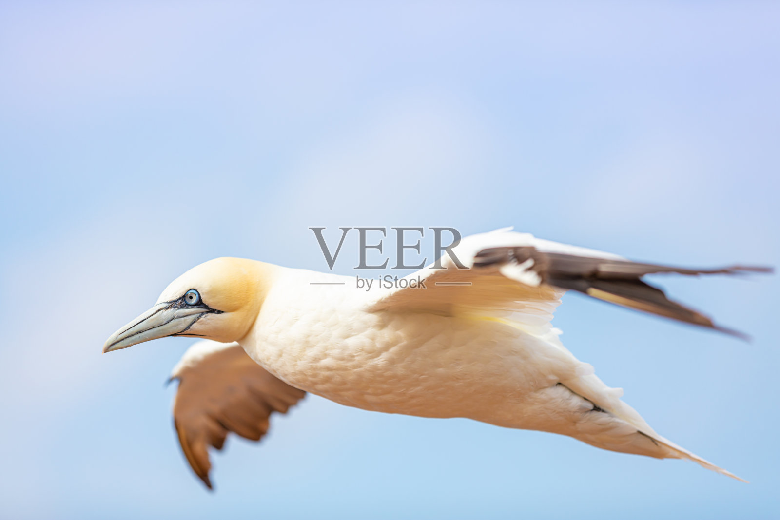 黑戈兰上空飞行的北方塘鹅照片摄影图片