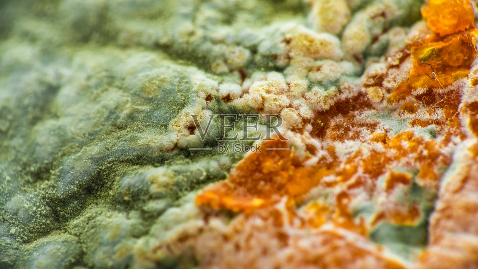 发霉腐烂的橘子水果和真菌的封面细节照片摄影图片