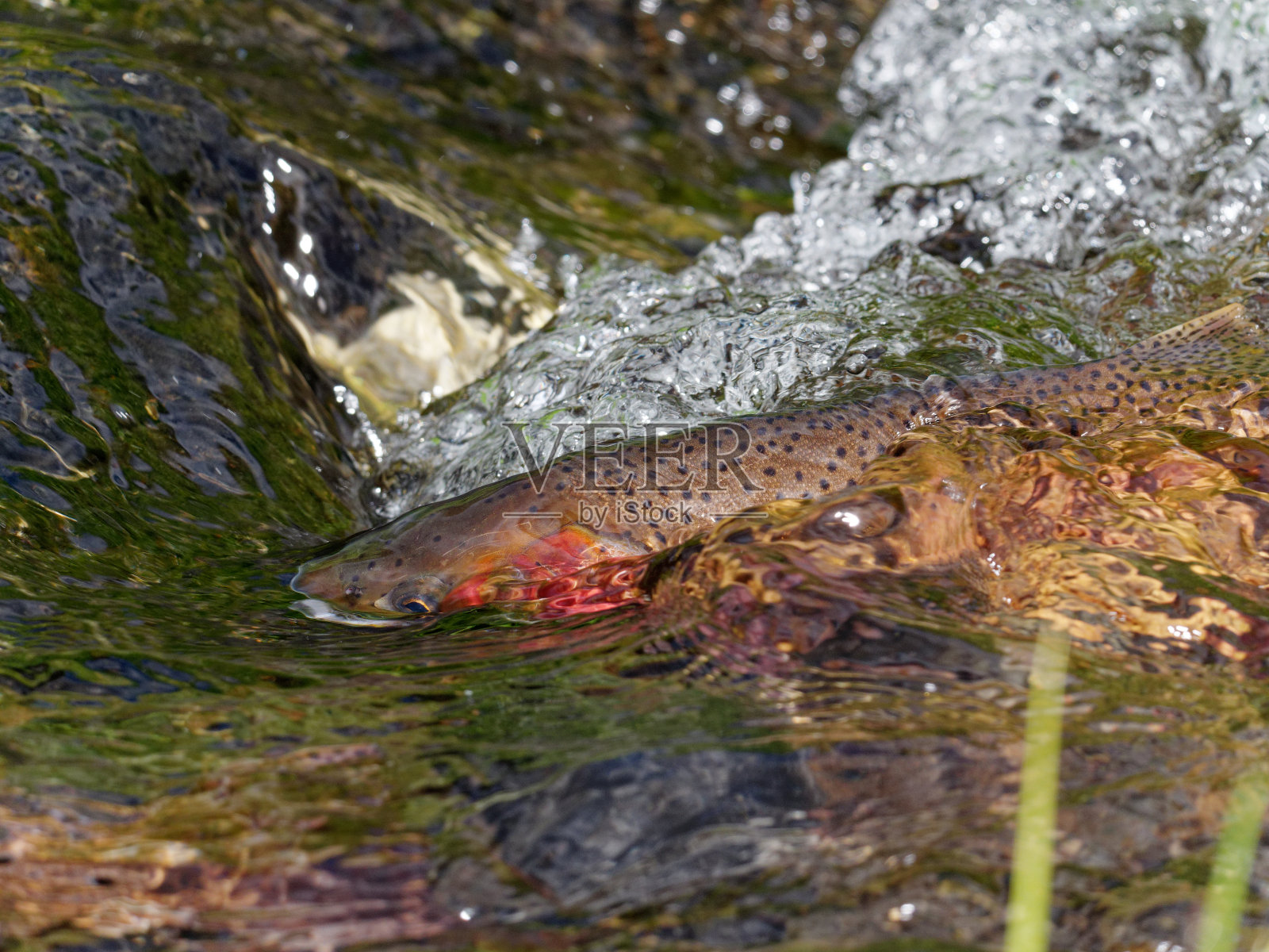 黄石切喉鳟照片摄影图片