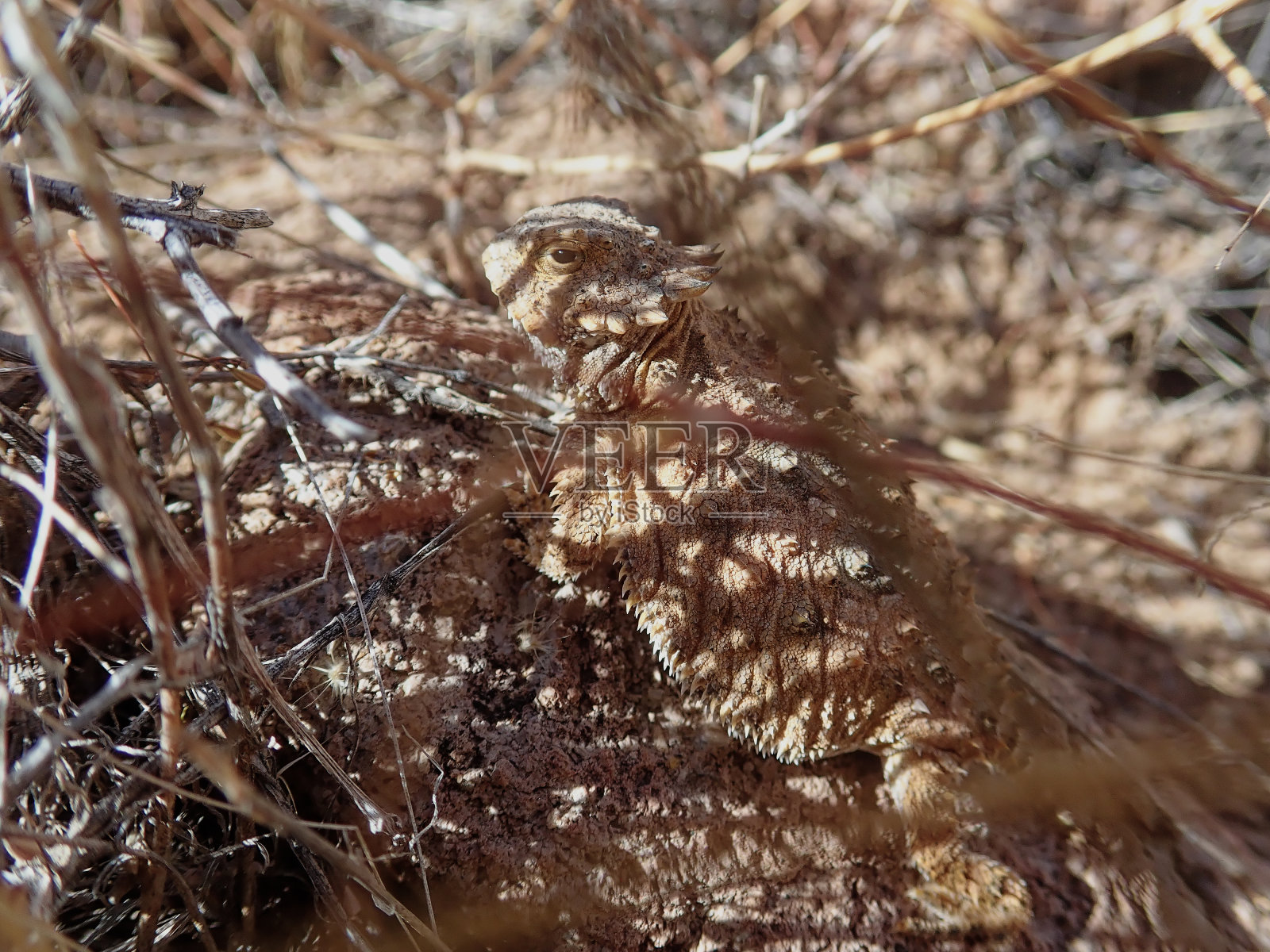 君威角蜥蜴照片摄影图片