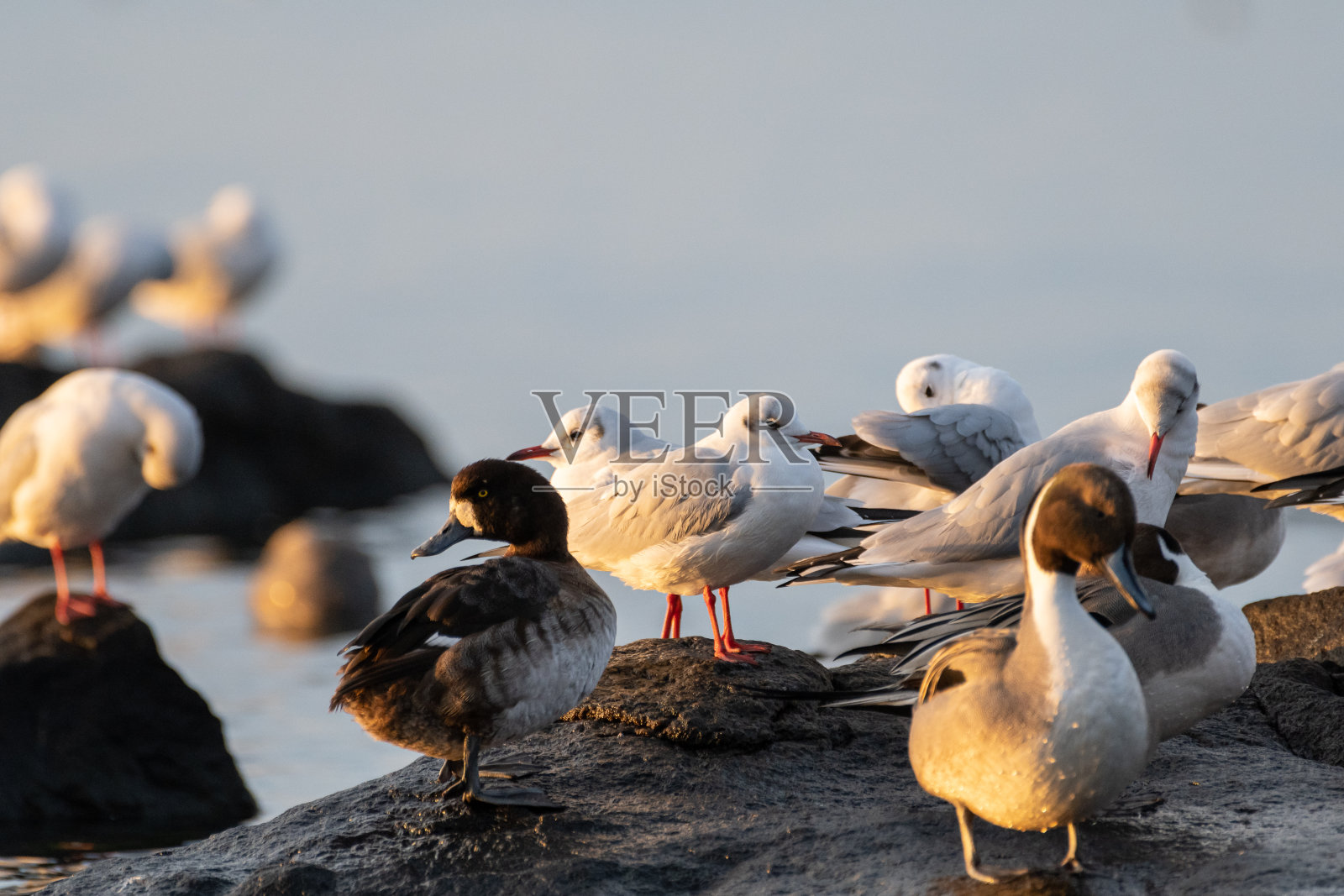 红嘴鸥照片摄影图片