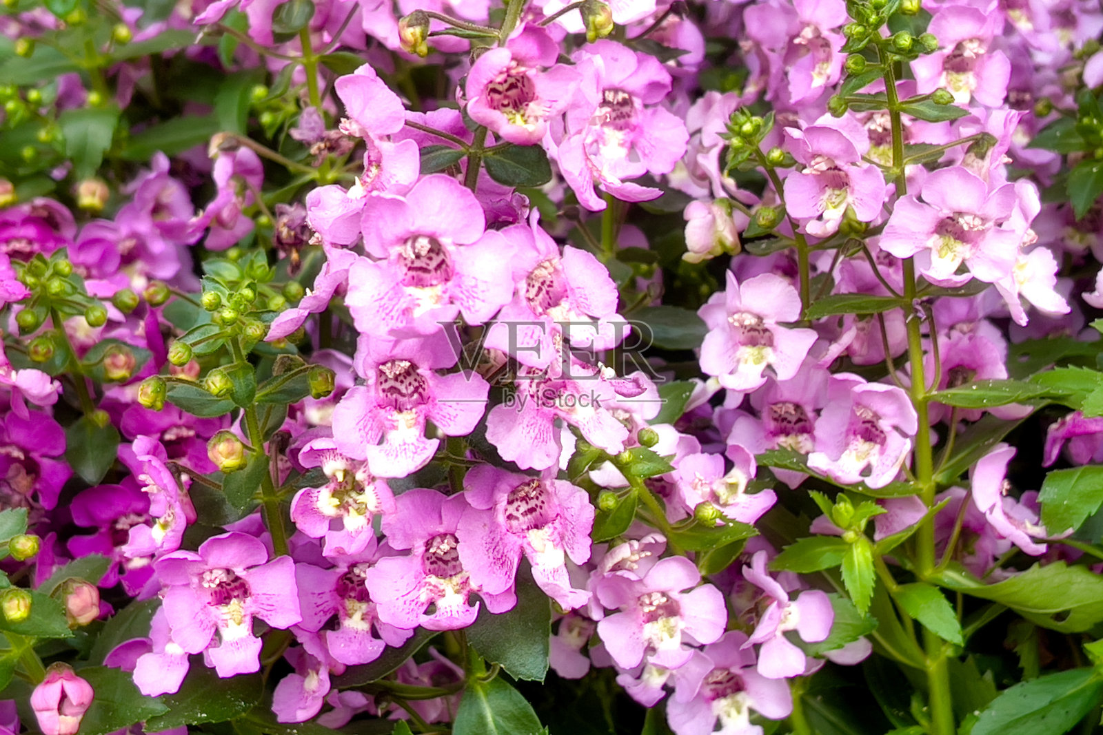 一群粉红色的小花照片摄影图片