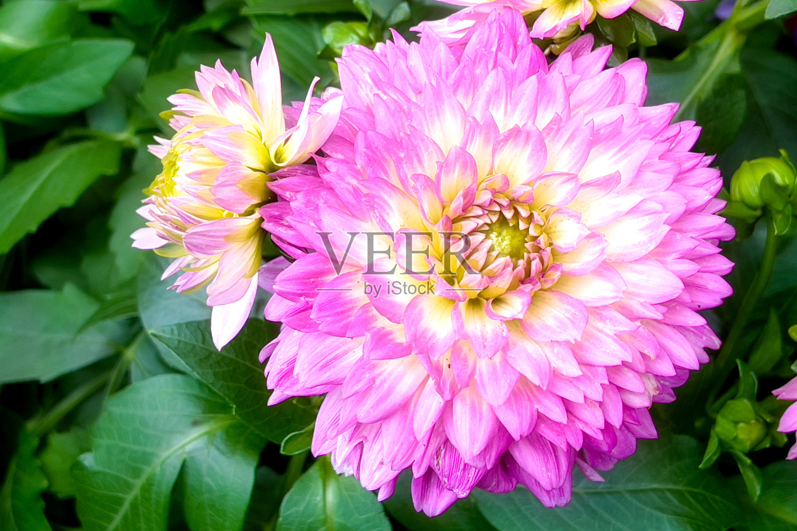 真正花园里的花照片摄影图片