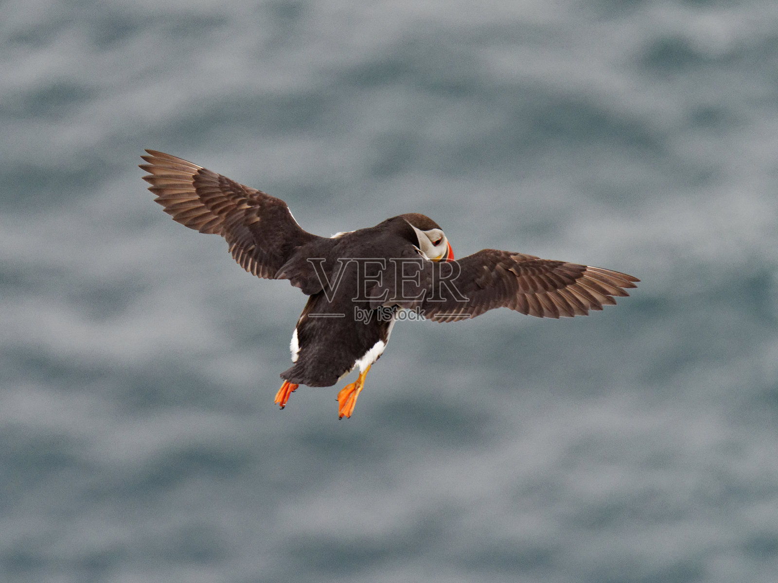 大西洋海雀照片摄影图片