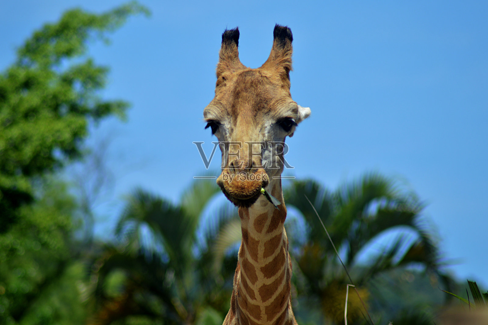 吃草的长颈鹿照片摄影图片