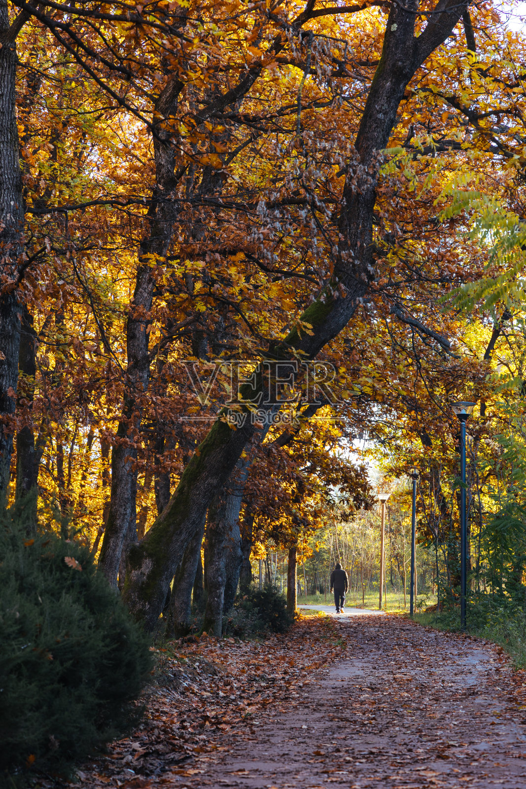秋天地拉那国家公园的小路照片摄影图片