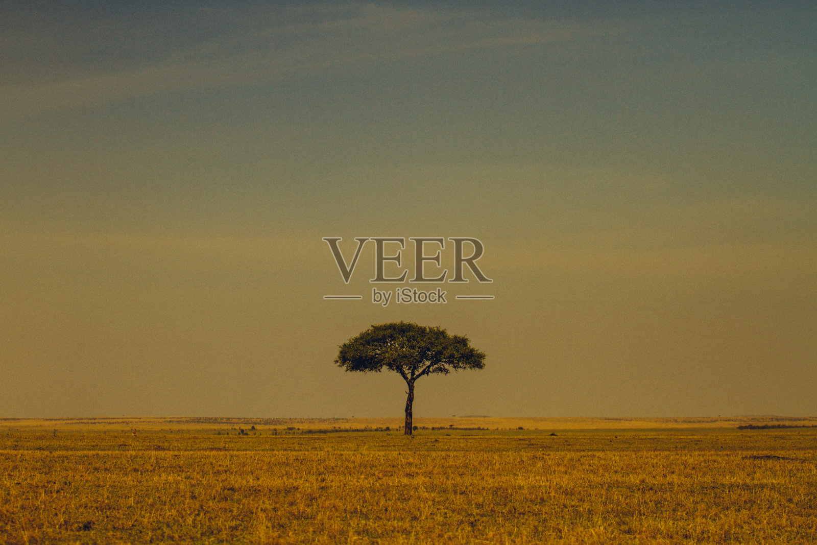 肯尼亚马萨伊奈拉国家保护区的一棵金合欢树照片摄影图片