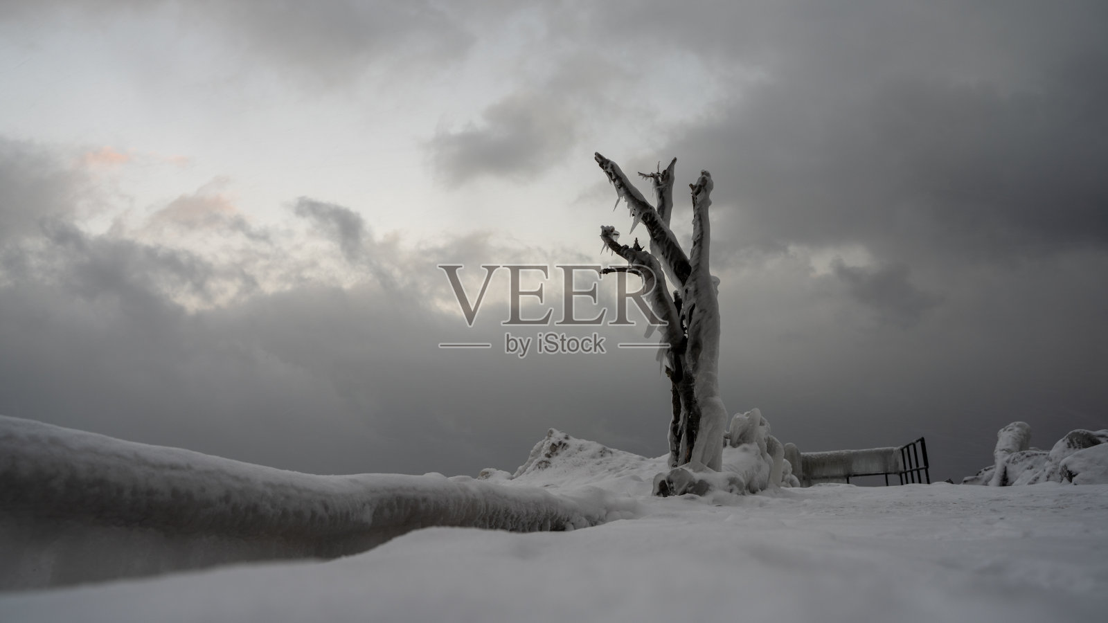 冬天湖上一棵孤独的树照片摄影图片