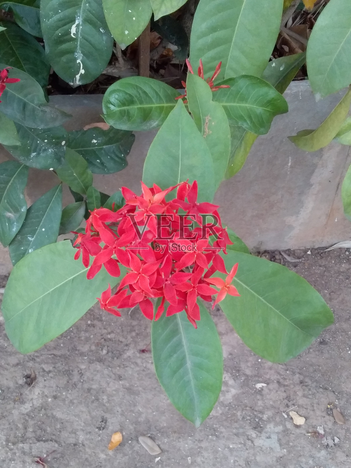 花照片摄影图片