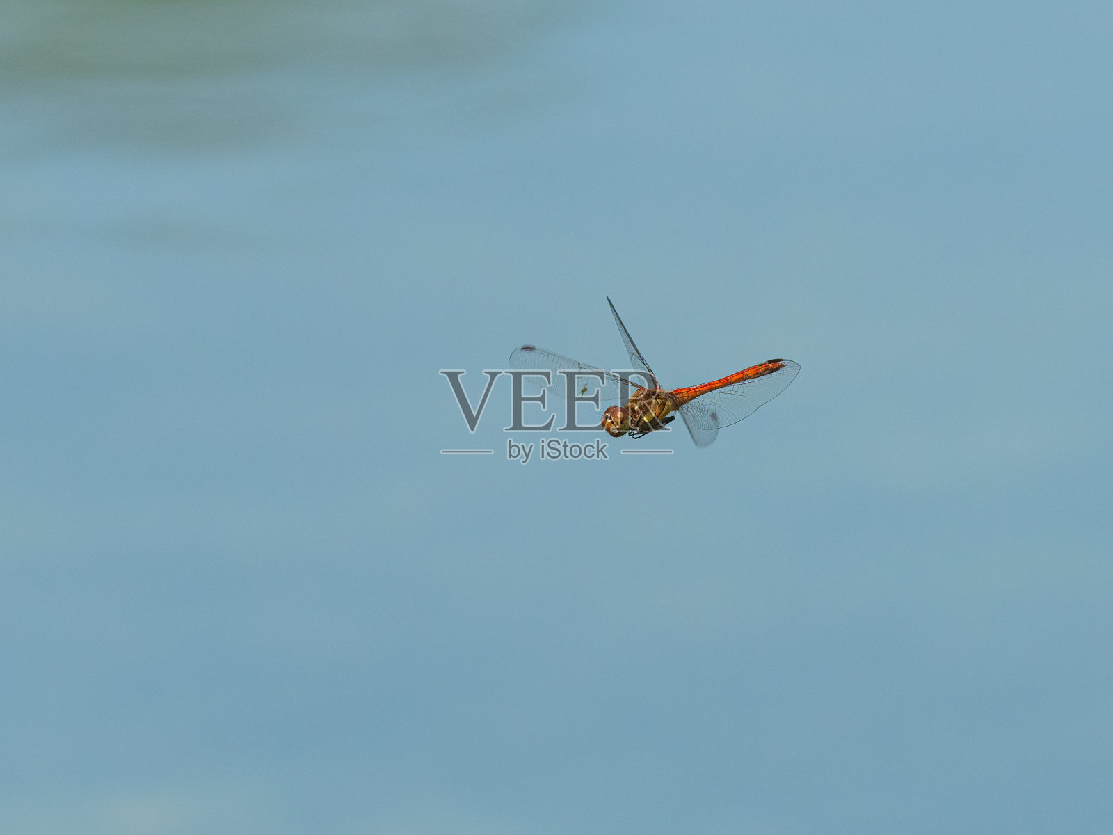 在开阔水域上空飞行的普通飞镖照片摄影图片