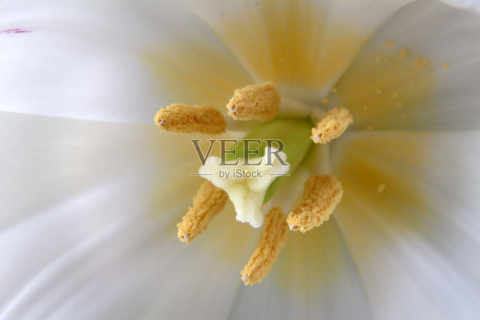 宏观美丽的郁金香花与现实的雌蕊和雄蕊的一个软一个白色蜡笔模糊的颜色接近。有选择性的重点。照片摄影图片