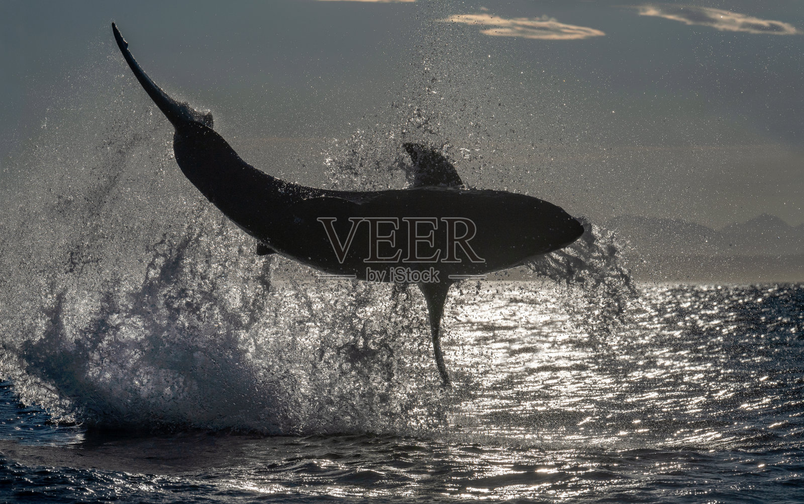 大白鲨的侧面轮廓。回光。学名:Carcharodon carcharias。南非。照片摄影图片