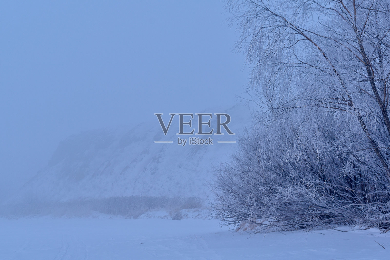 冬天清晨有雾有霜。美丽的树和灌木在寒冷中覆盖着霜照片摄影图片