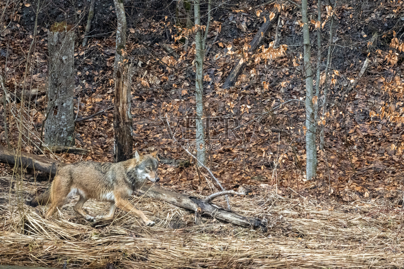 一只灰太狼在森林里。比斯兹扎迪山脉，喀尔巴阡山脉，波兰。照片摄影图片
