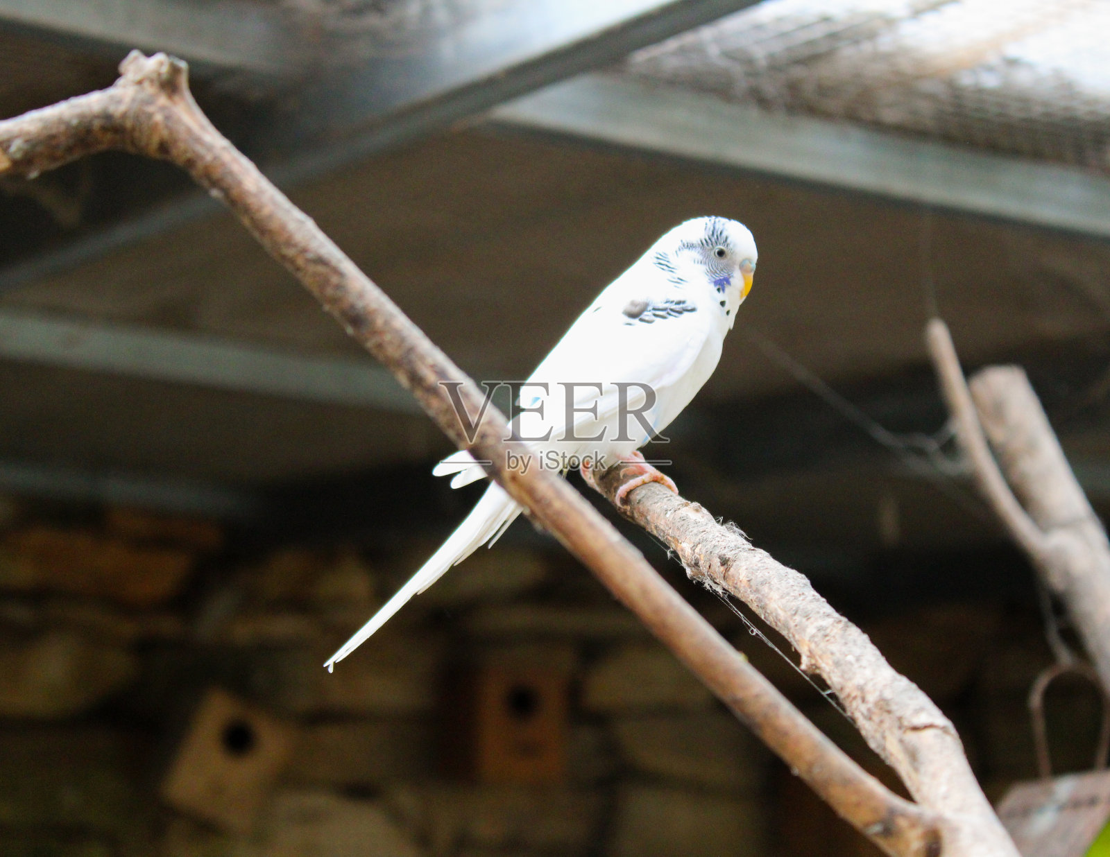 木枝上的白鸟，2022年，葡萄牙照片摄影图片