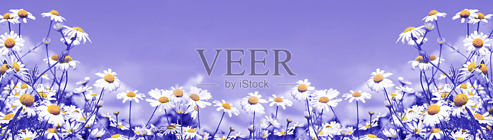 白色的雏菊在蓝天上和云彩照片摄影图片