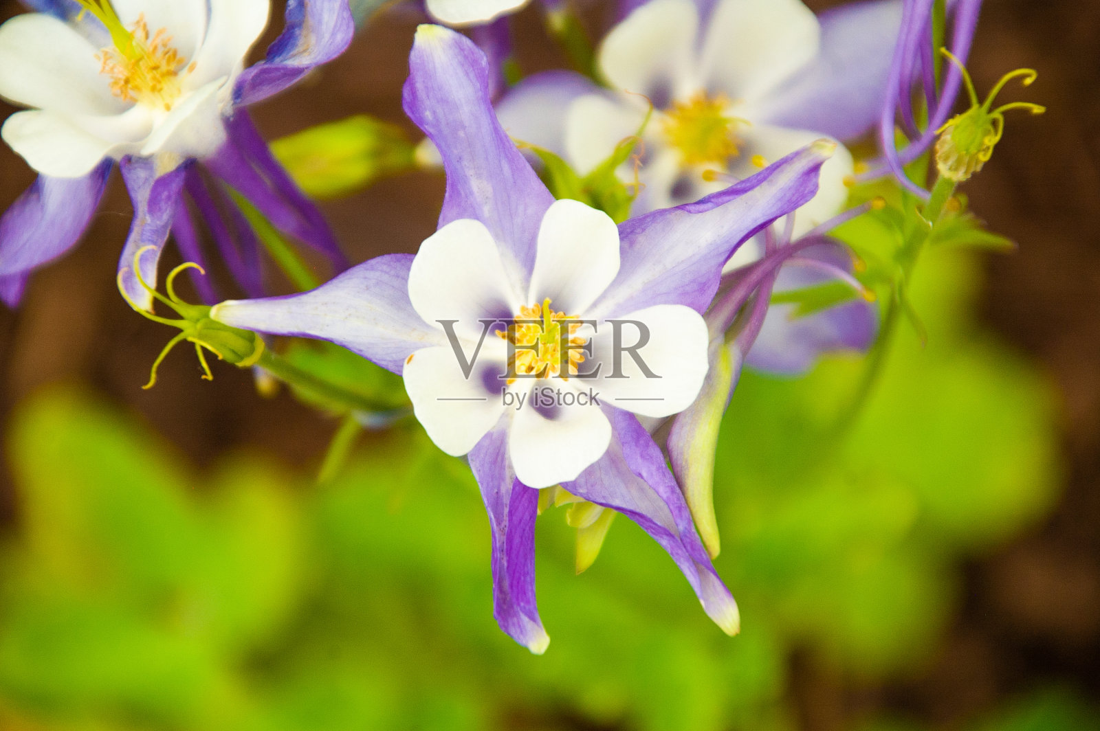 耧斗菜照片摄影图片