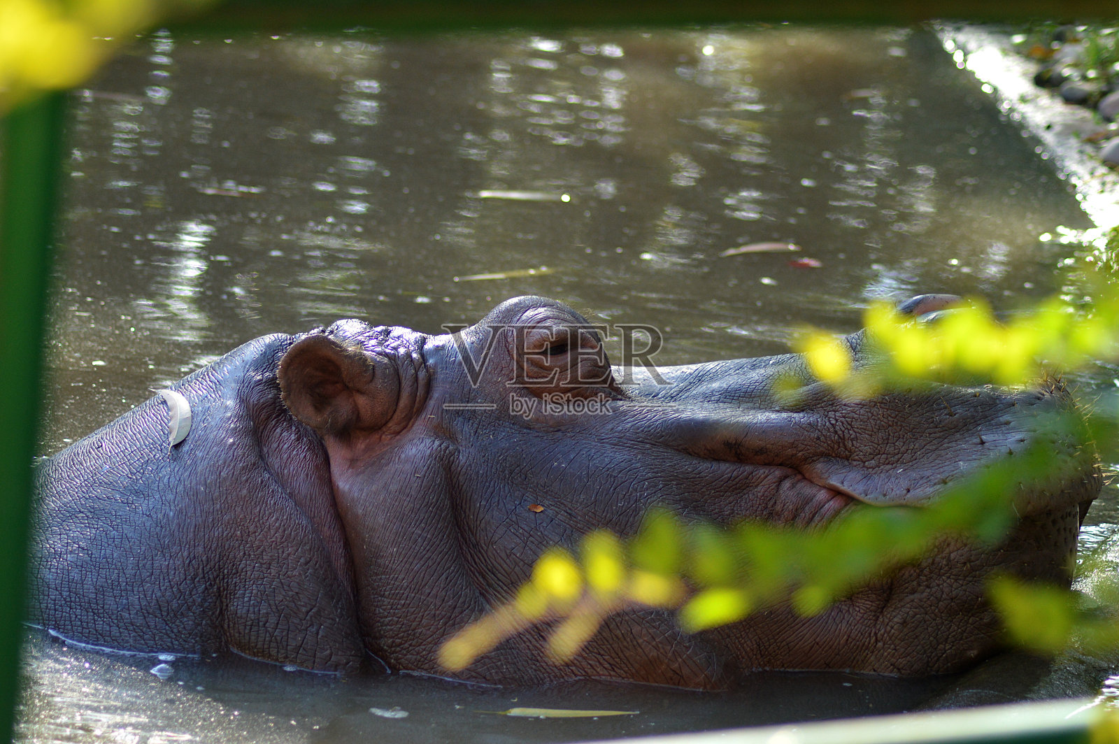 一只大河马醒来进入湖中照片摄影图片