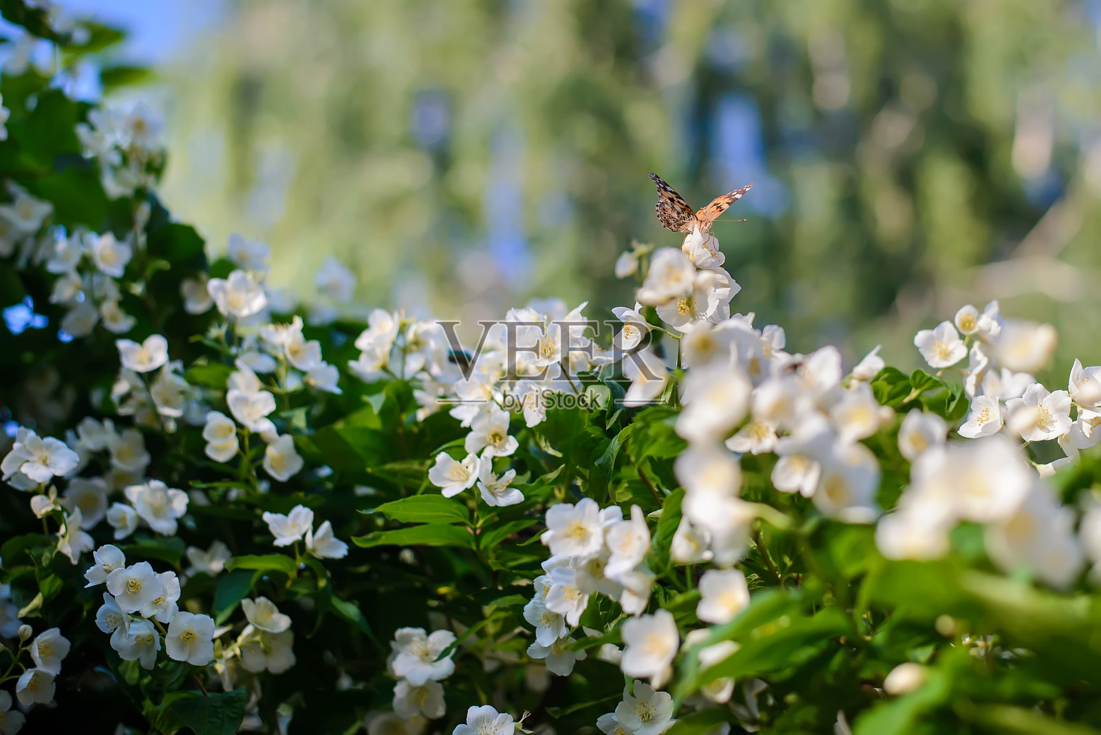 蝴蝶在开花的茉莉花灌木上照片摄影图片