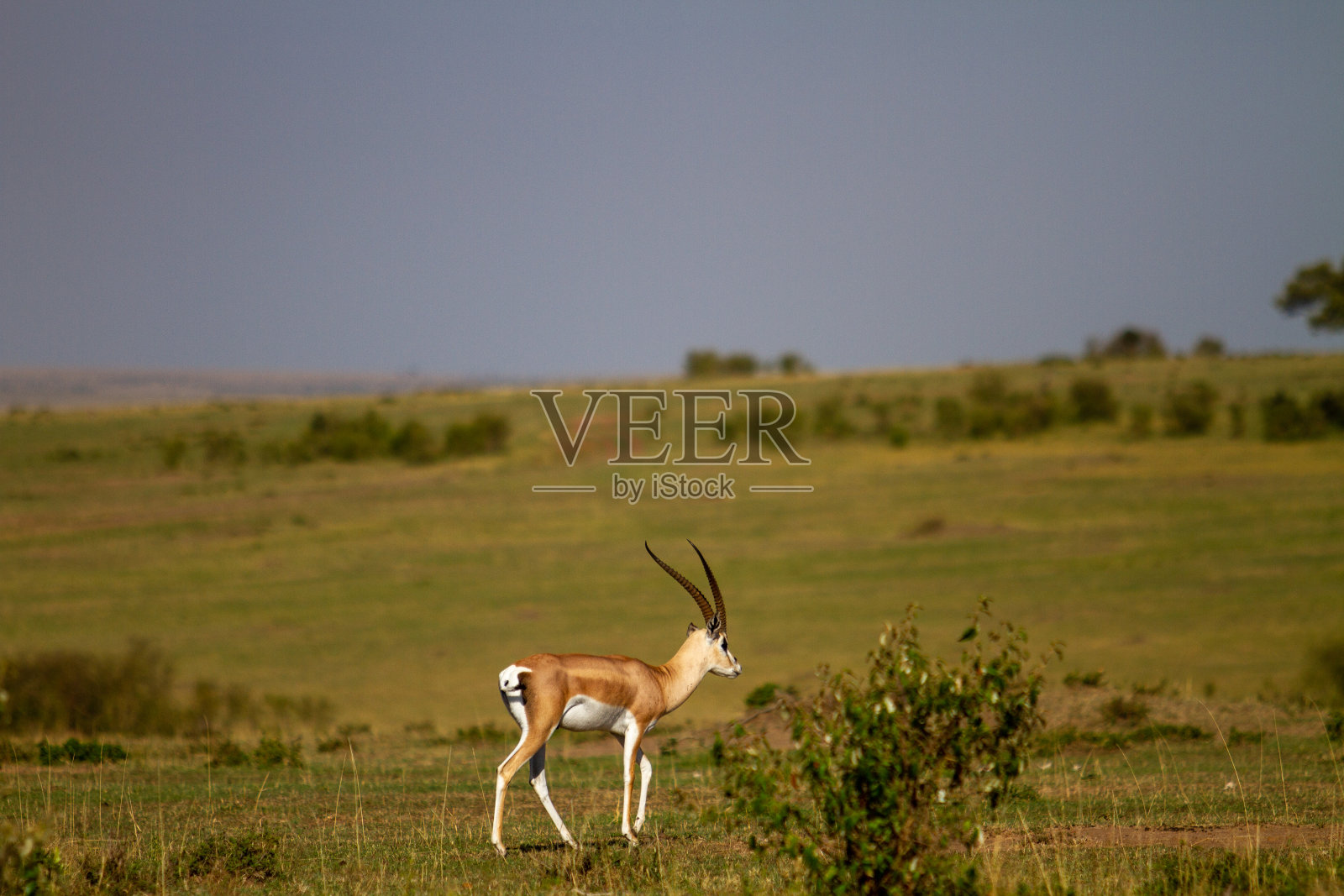 肯尼亚马赛奈拉国家保护区的孤胆格兰特瞪羚照片摄影图片