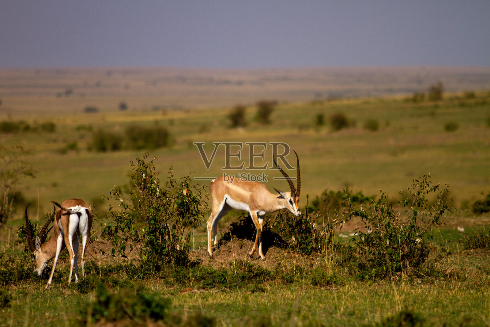 肯尼亚马赛奈拉国家保护区的一群格兰特瞪羚照片摄影图片