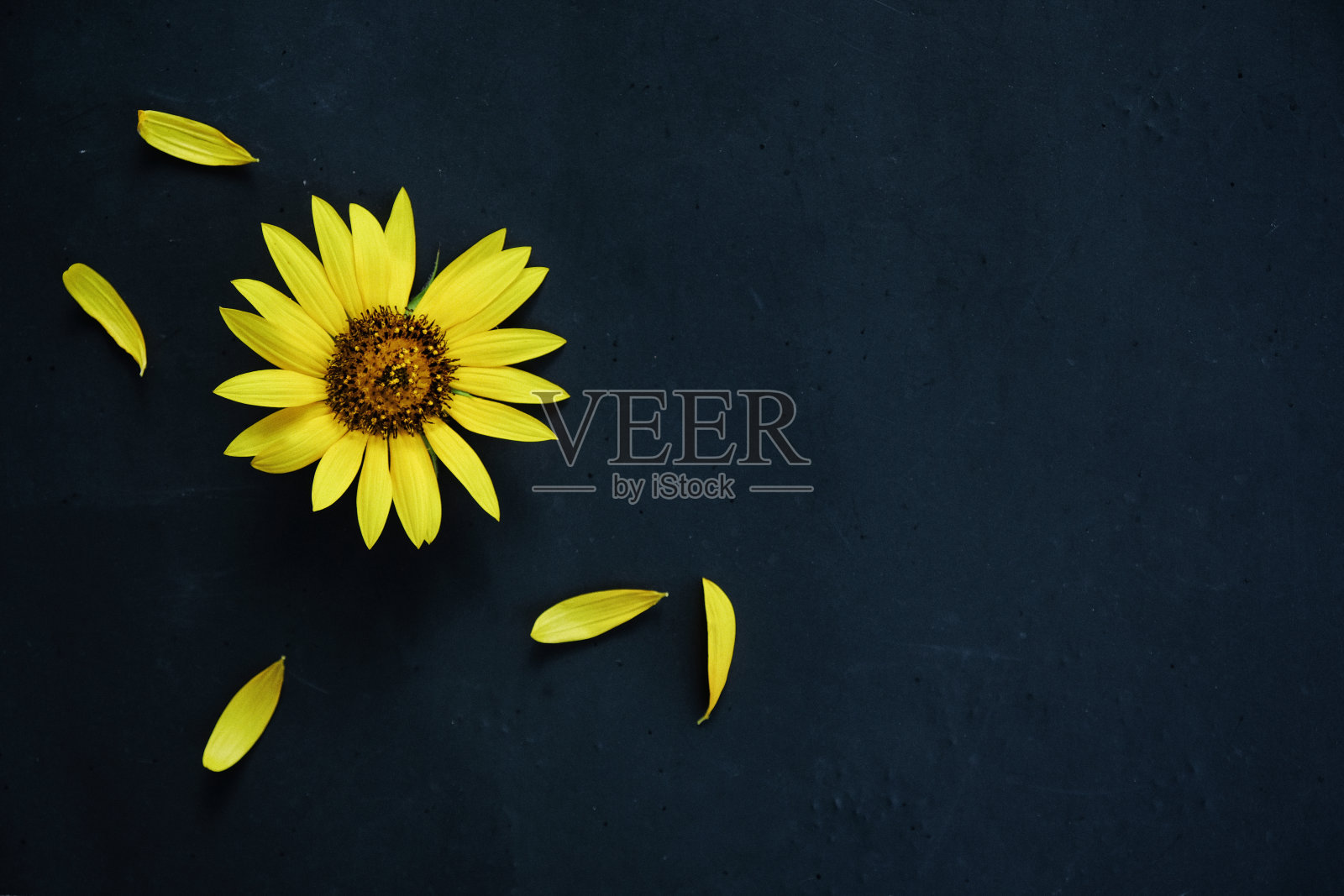 向日葵在黑色照片摄影图片