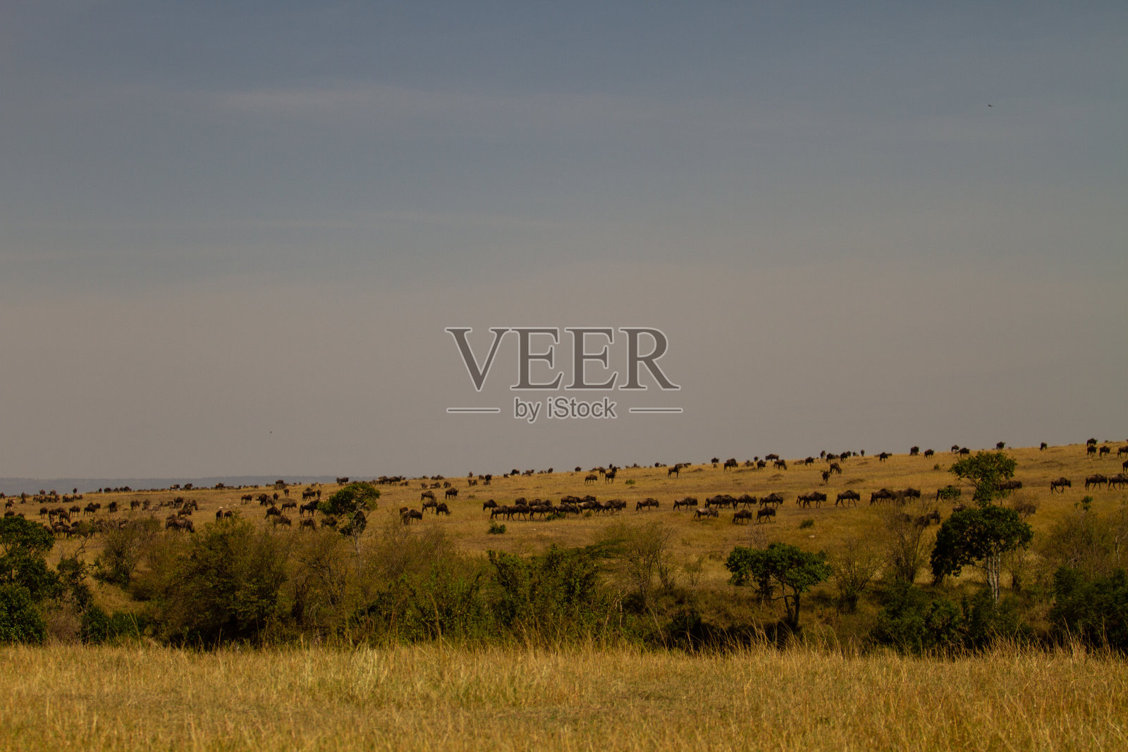 肯尼亚马萨伊奈拉国家保护区的角马迁徙景象照片摄影图片