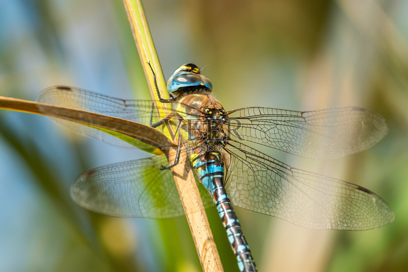 一只流浪小贩蜻蜓停在芦苇上照片摄影图片