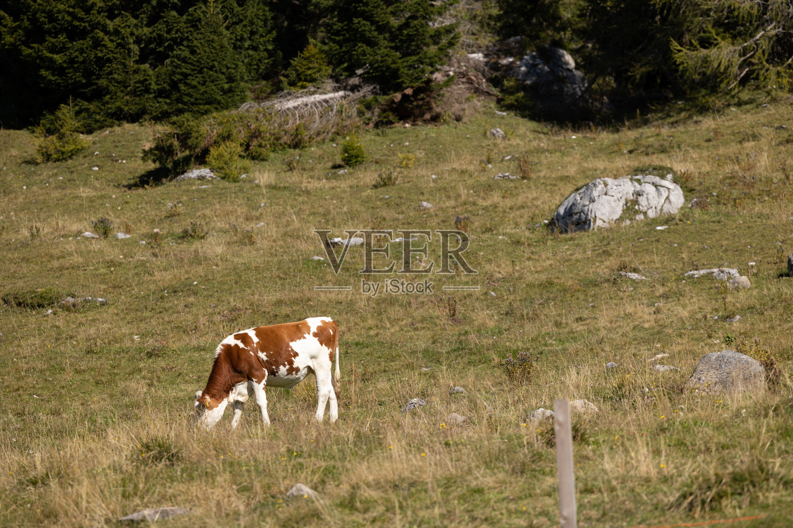 白天在草地上吃草的牛照片摄影图片
