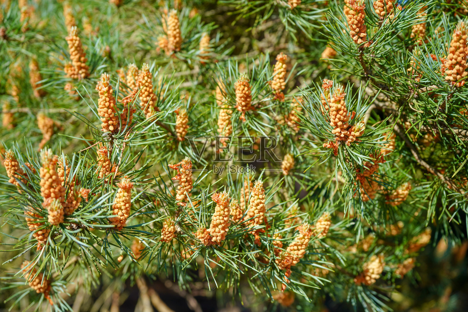 松树花的特写照片摄影图片