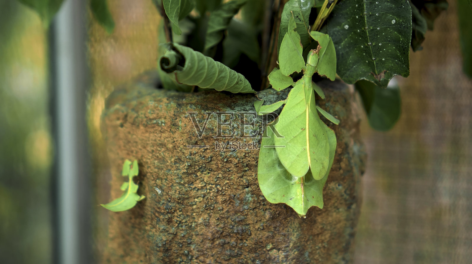 叶虫:一种绿色的叶虫科昆虫，贴在叶子下面，伪装得很好，主题是茎照片摄影图片
