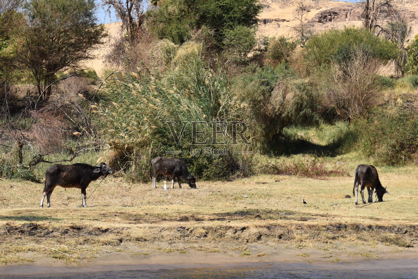 国家照片摄影图片