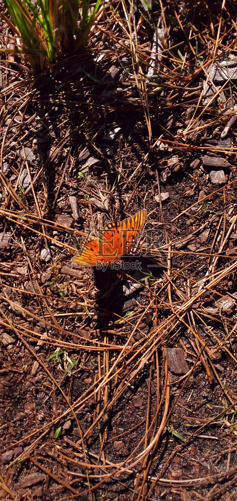 在脚下照片摄影图片