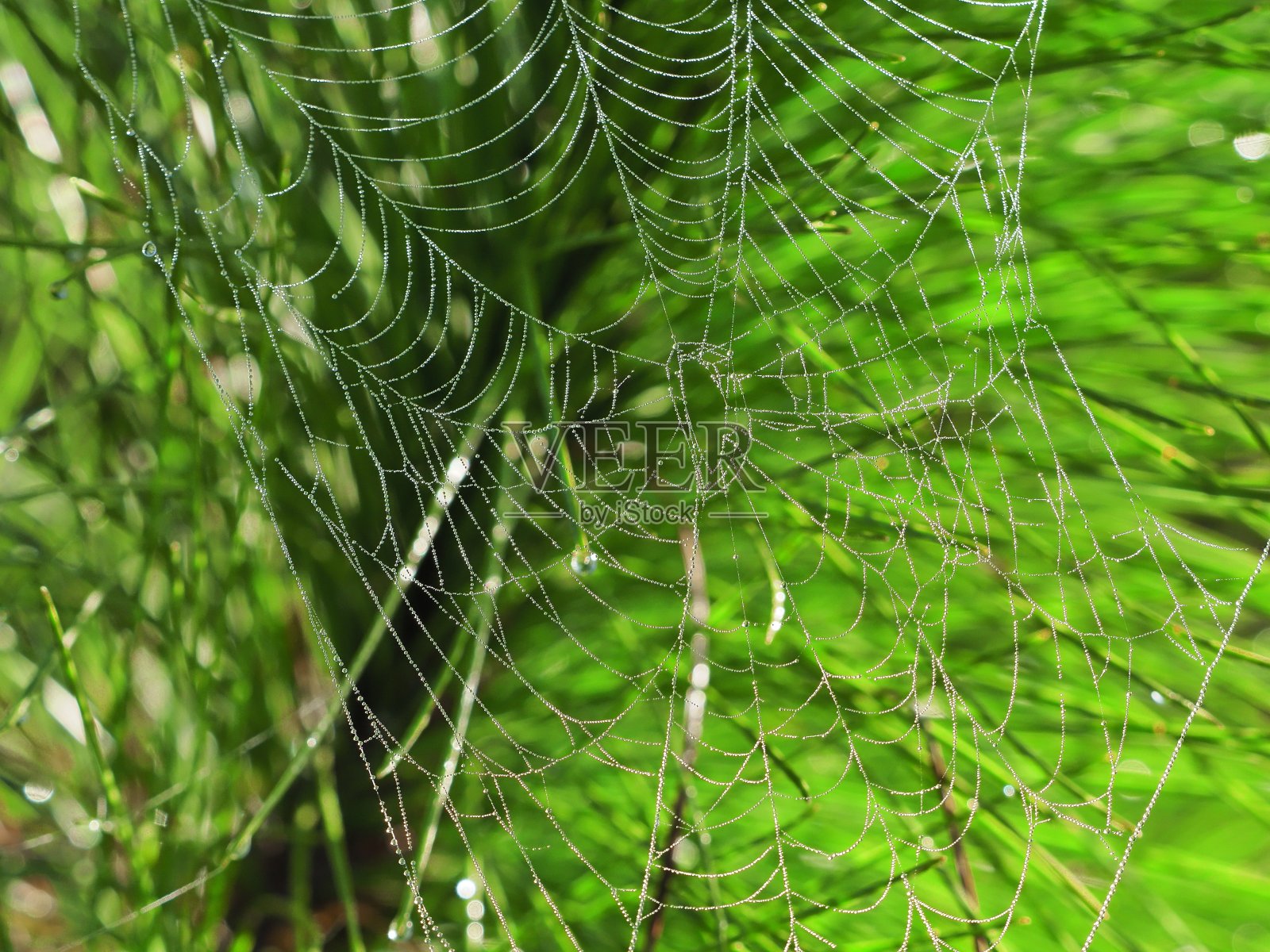 在佛罗里达州的维埃拉湿地，露珠覆盖在绿色长叶松针之间的蜘蛛网上照片摄影图片