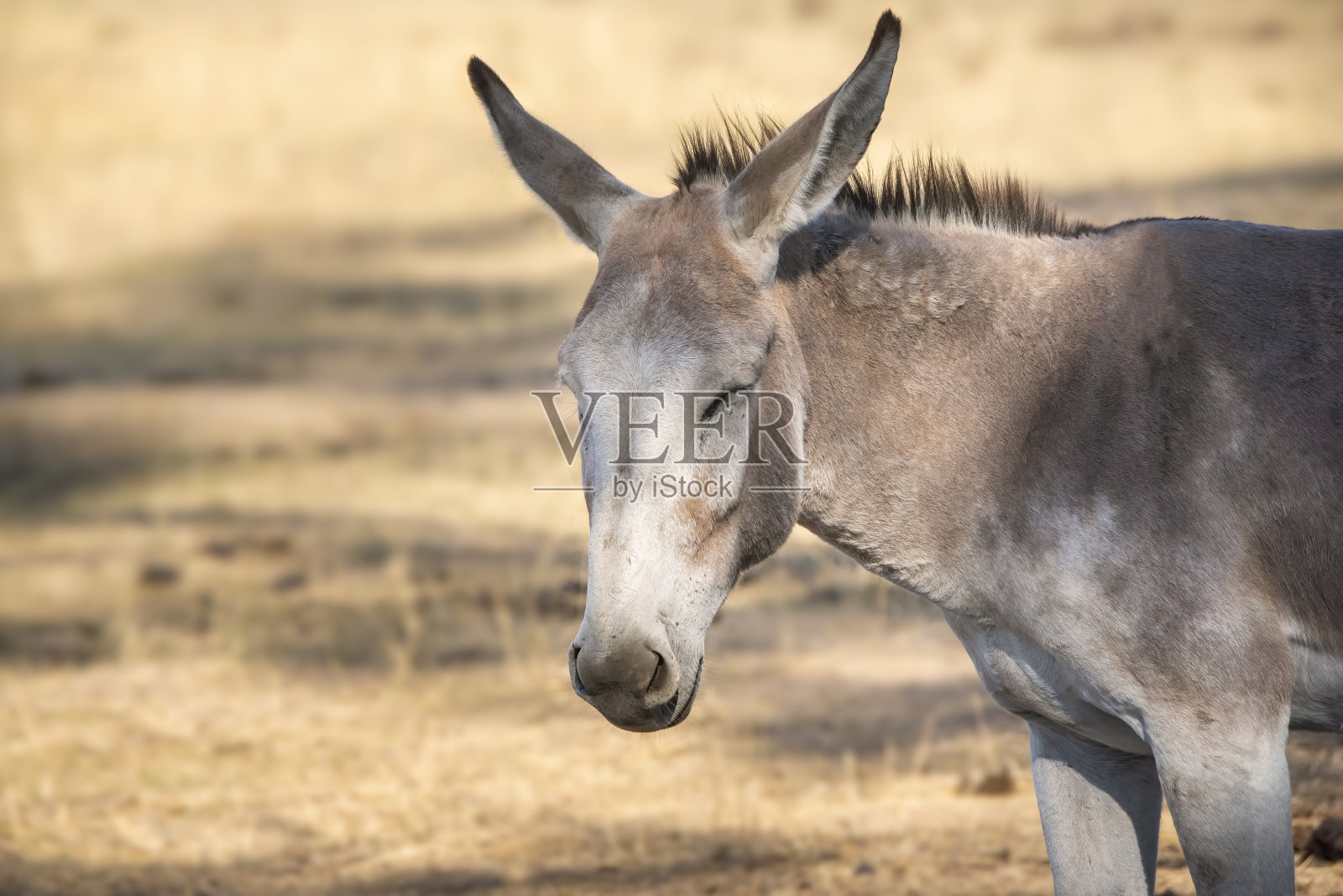 国内的驴照片摄影图片