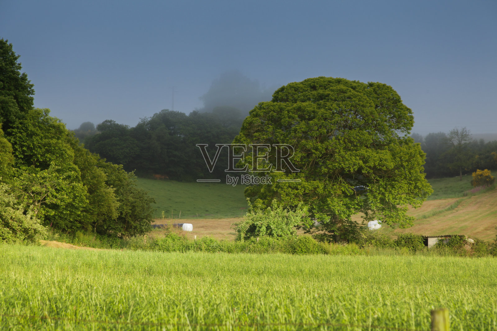 阳光草地照片摄影图片