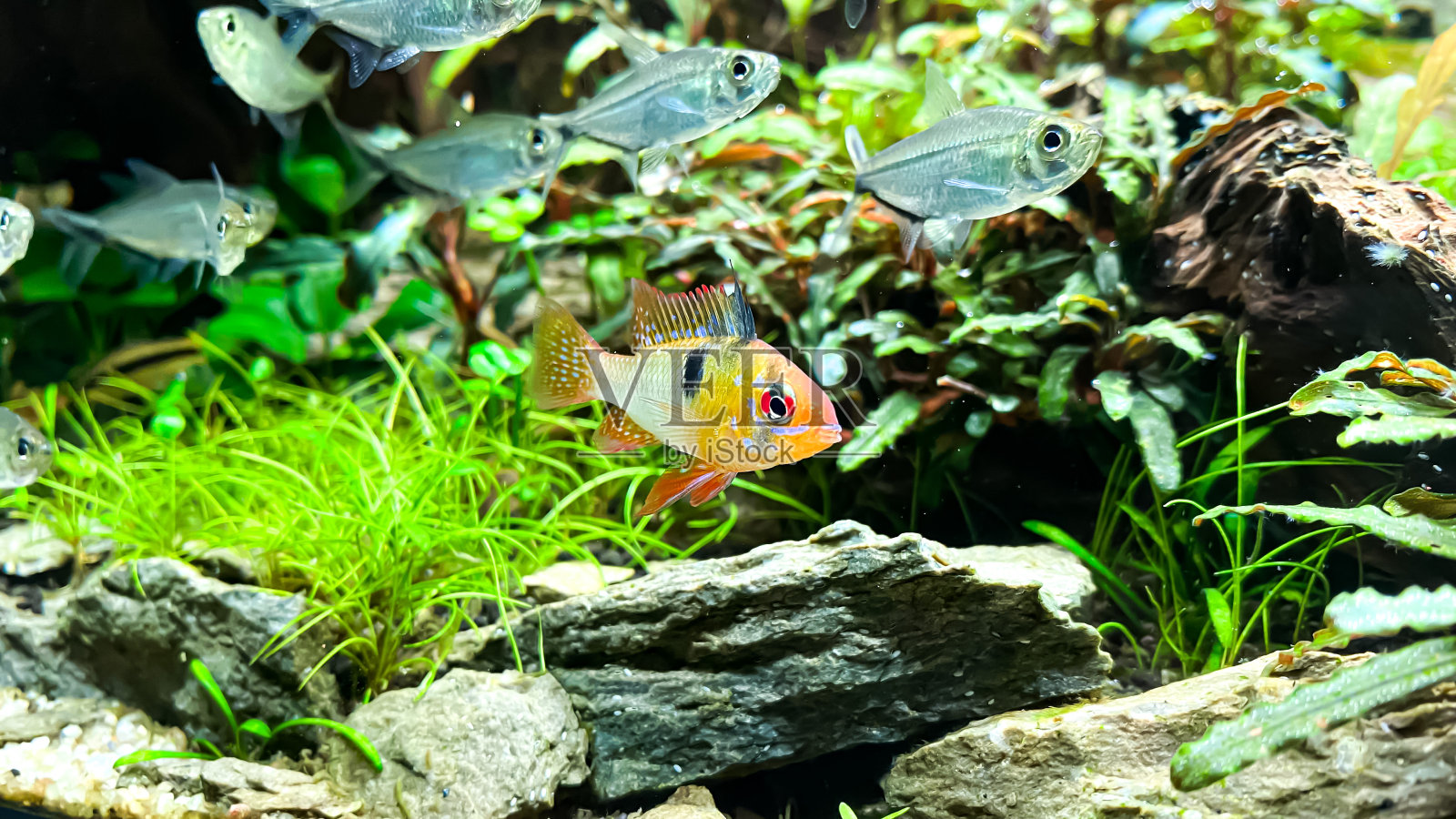 食藻类的暹罗鱼，Costae Tetra和Ram ciclid在家庭水族馆与植物照片摄影图片