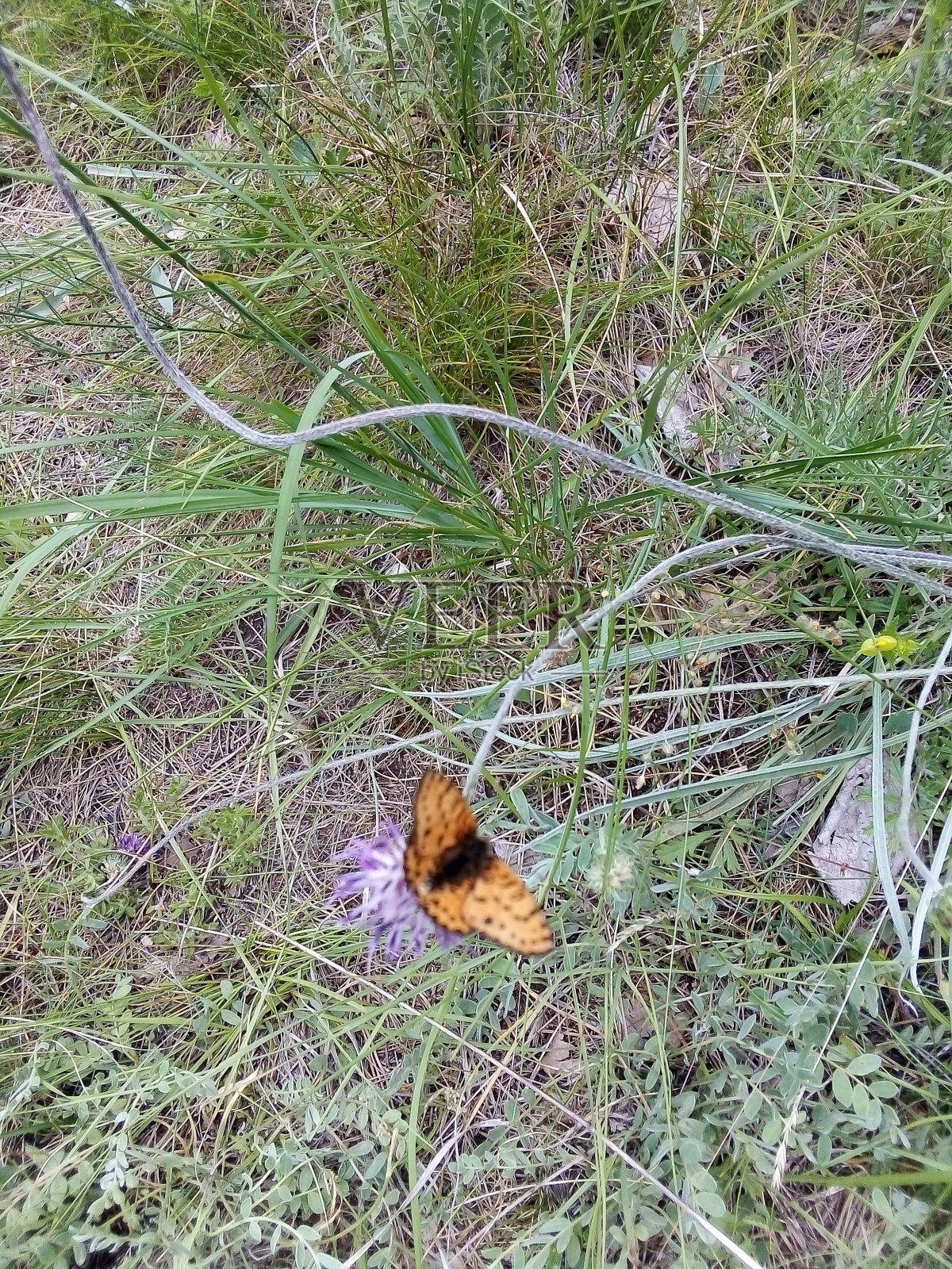 花上的蝴蝶照片摄影图片