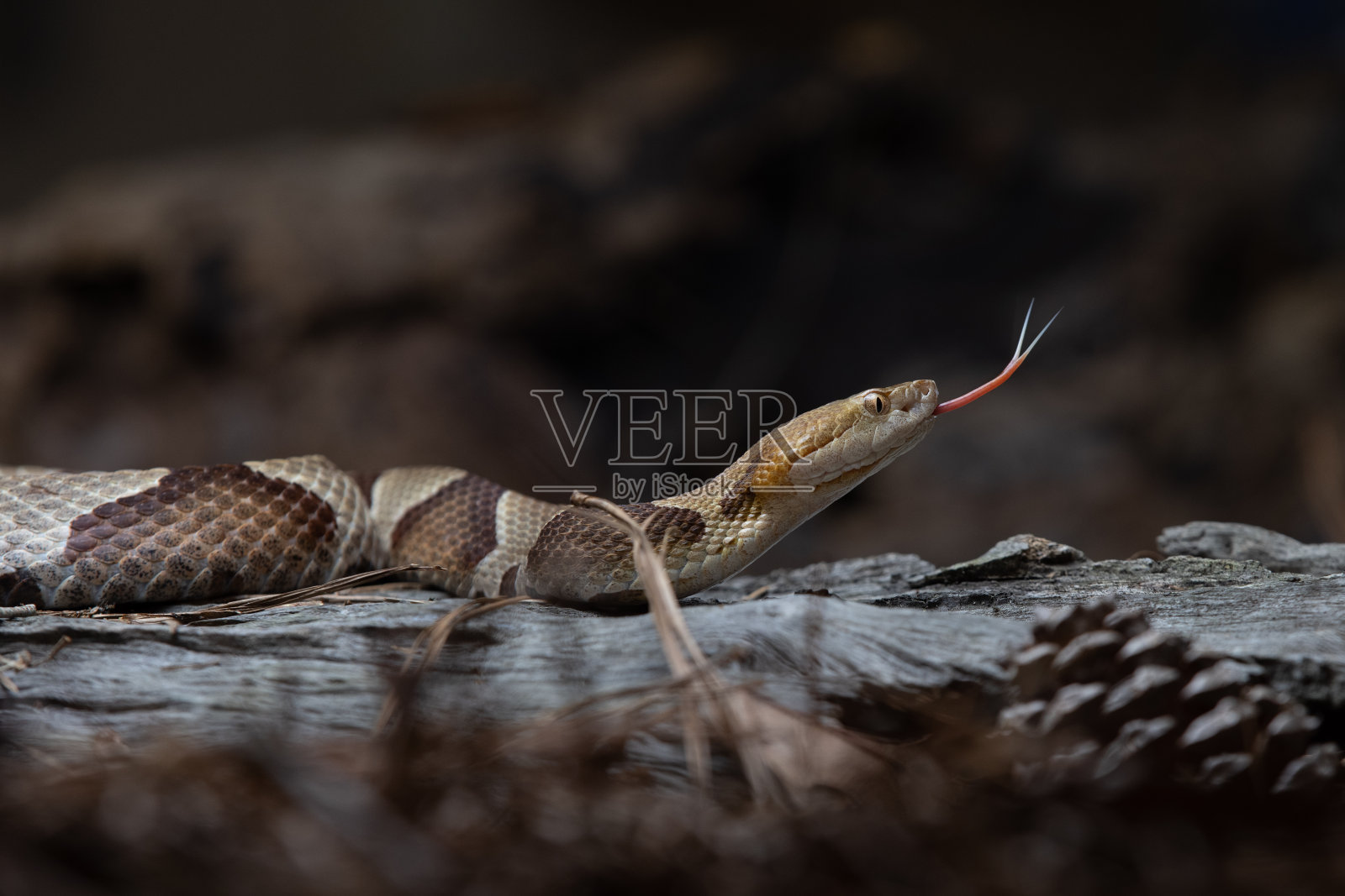 东部铜头毒蛇，舌头伸出来照片摄影图片