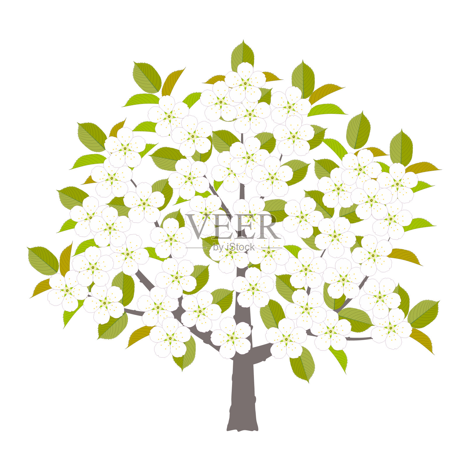 一棵盛开着白花的樱桃树插画图片素材