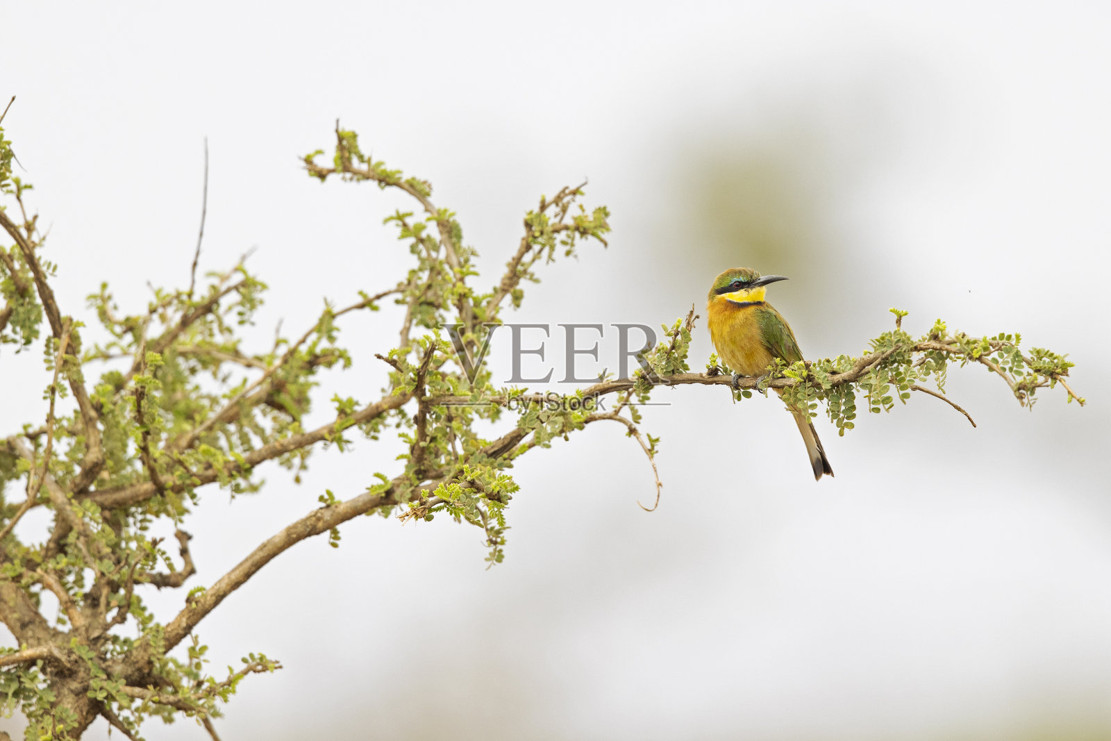 一只色彩鲜艳的小食蜂鸟栖息在树枝上。照片摄影图片