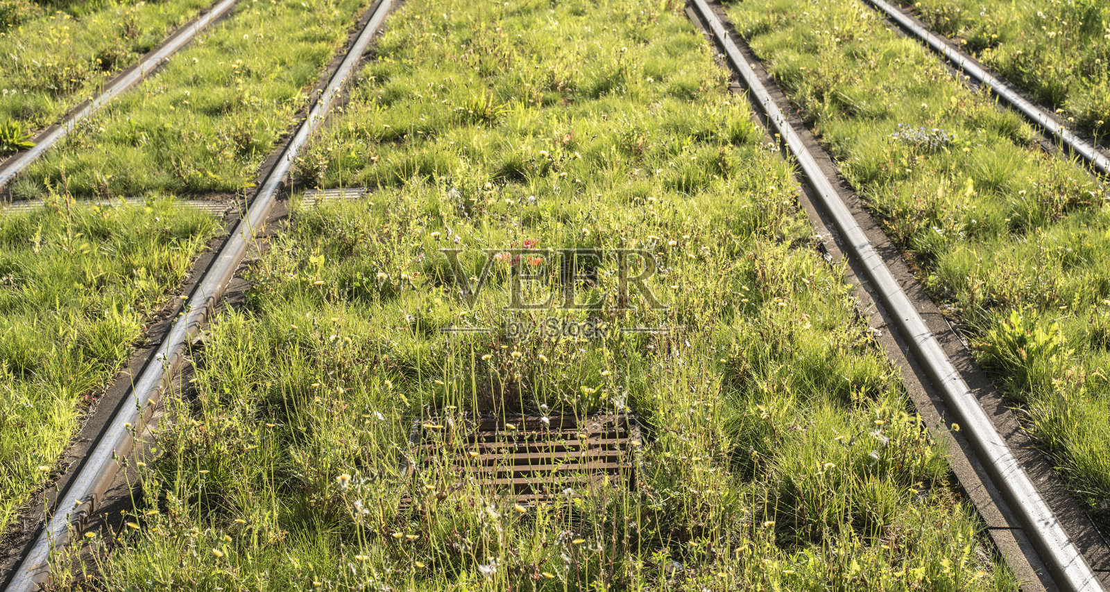 在电车轨道之间生长的草和野花照片摄影图片